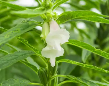 국내산 참깨 가격 및 효능, 참깨 영양성분