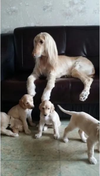 전 세계에서 가장 비싼 강아지 TOP20 몸값 높은 명품견 총정리 안내_9