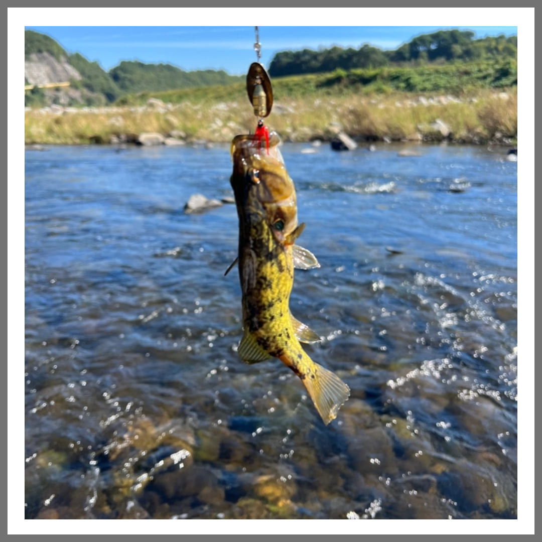 스피너로-잡은-꺽지