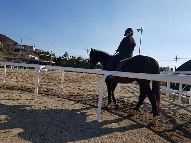 시흥승마힐링체험장