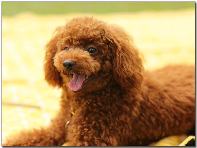 짙은 갈색 푸들