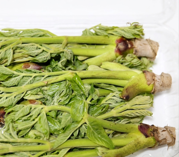 5월 제철 식재료, 두릅