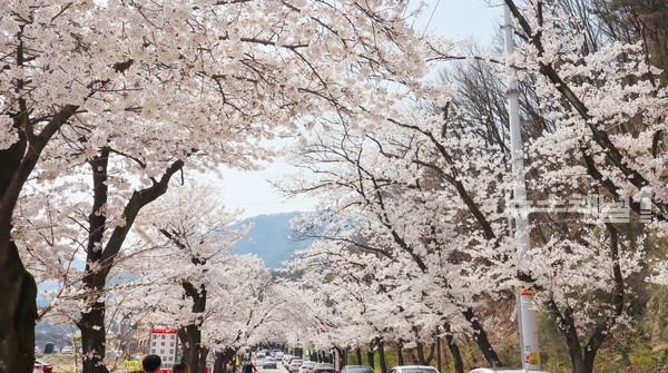 계룡산-동학사-벚꽃-터널길