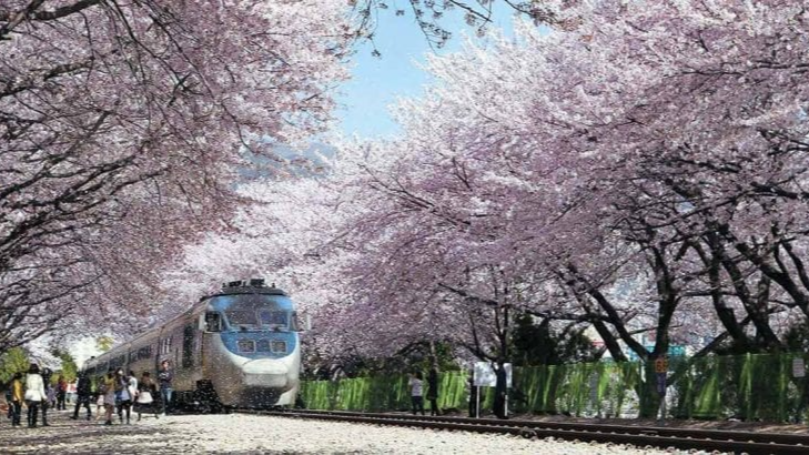 2025년 4월 국내 여행지 추천! 봄꽃과 함께 떠나는 최고의 여행지