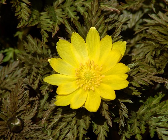 [식물키우기] 복수초(아도니스) 키우기 관리법 - 물주기, 햇빛, 온도, 습도, 흙(토양), 비료