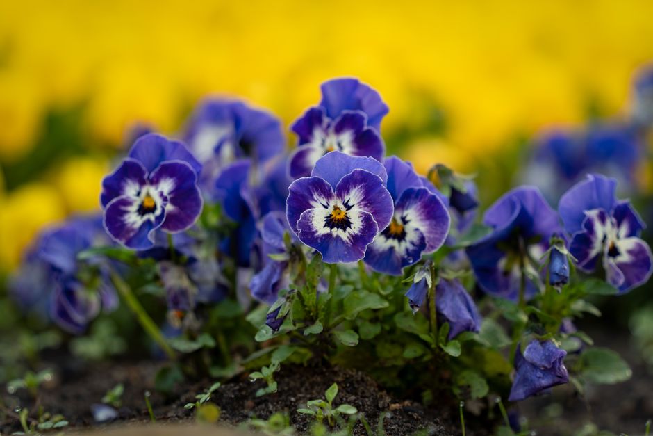 Close-up of vibrant blue pansies in a blooming garden, highlighting spring's colorful palette.