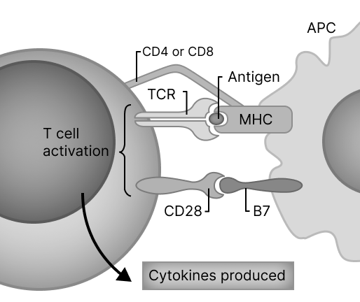 T cell activation