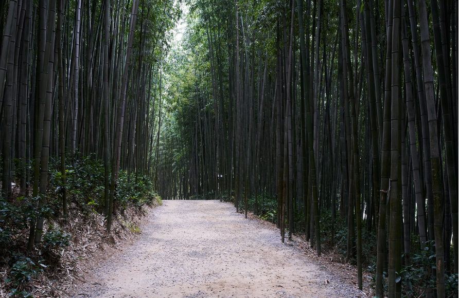 담양 죽녹원 사진