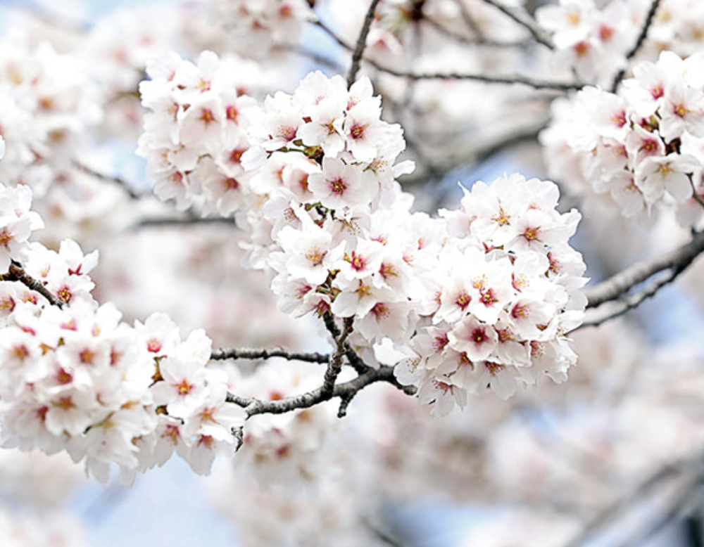 전국 벚꽃 개화&amp;#44; 만개 시기&amp;#44; 명소&amp;#44; 축제 이미지