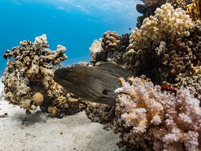 해양 산성화의 원인과 해결 방안