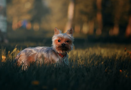 초원에 서 있는 개.