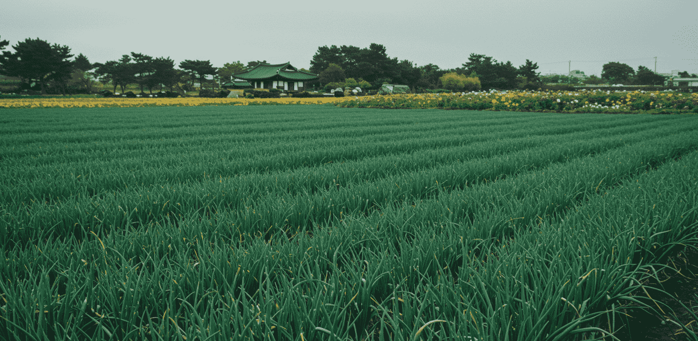 제주 보롬왓 대파축제 2025