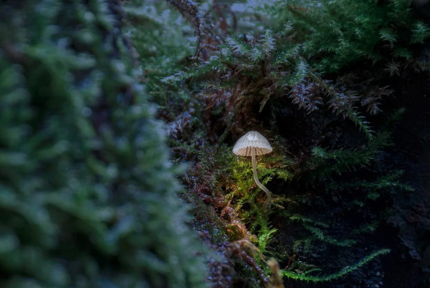 자연과 소통하는 새로운 취미, 버섯 관찰