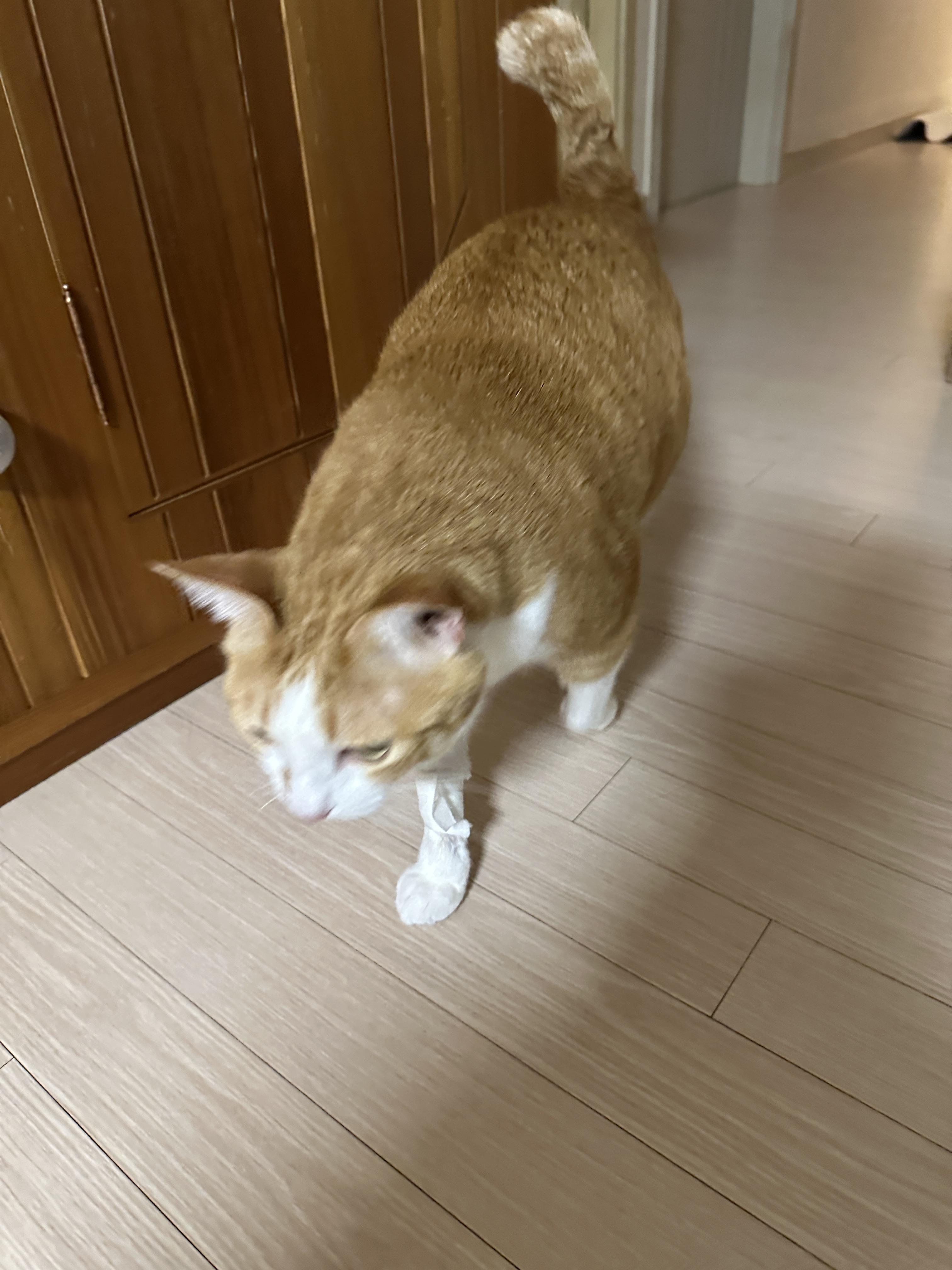 집에_도착한_호야_1