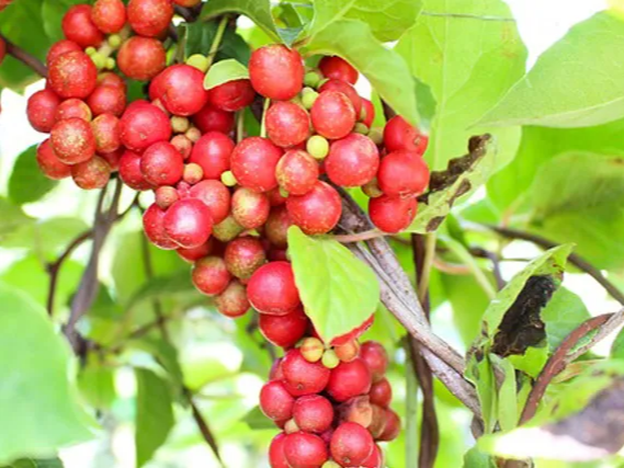 오미자 간 보호 효능