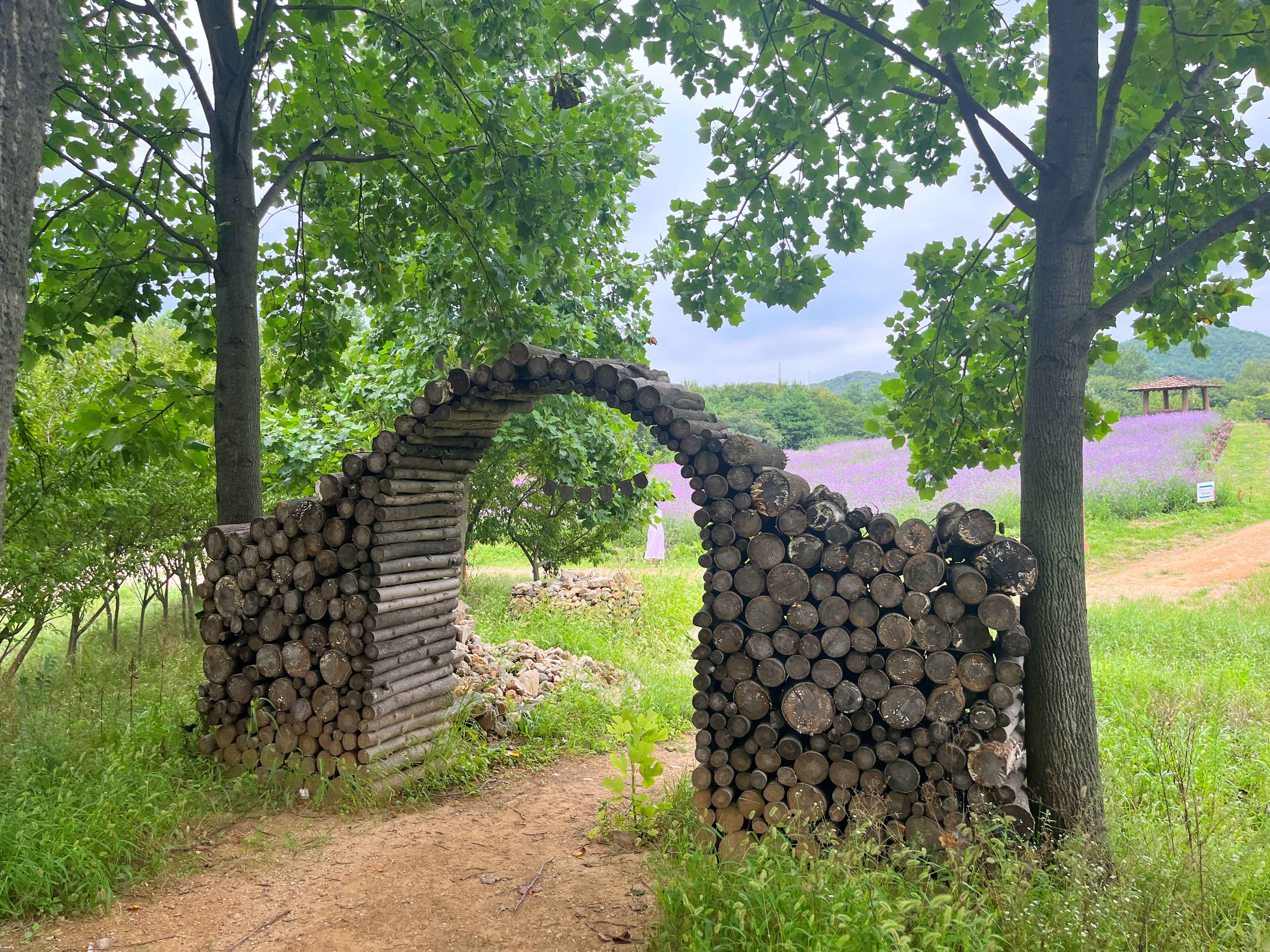 인천 드림파크 야생화단지 버베나