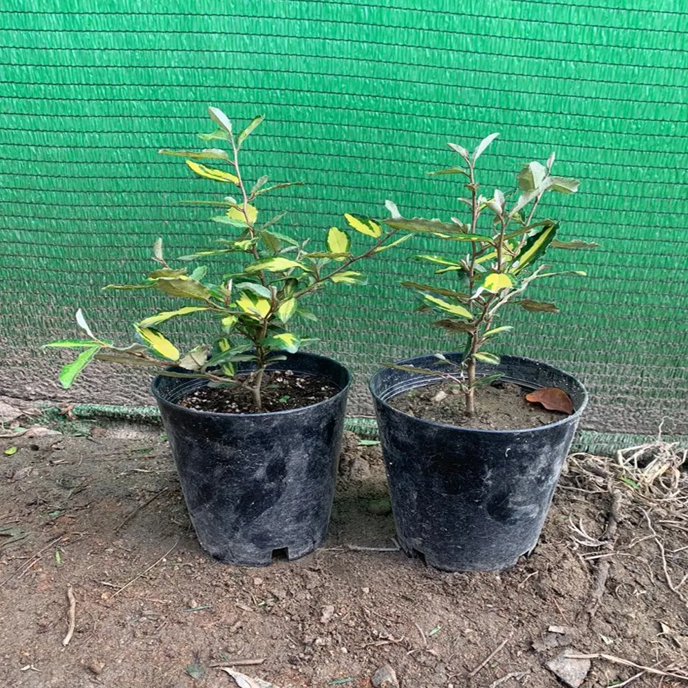 보리수나무 재배 전정 관리 착과 유도 열매 활용_3