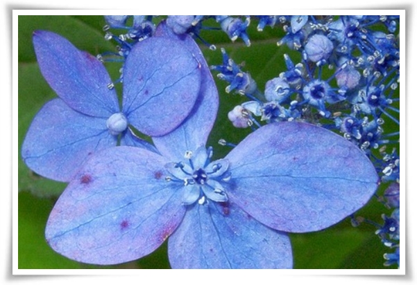 "산수국" 아름다운 매력을 한껏 간직하고 있는 여름 대표 꽃!