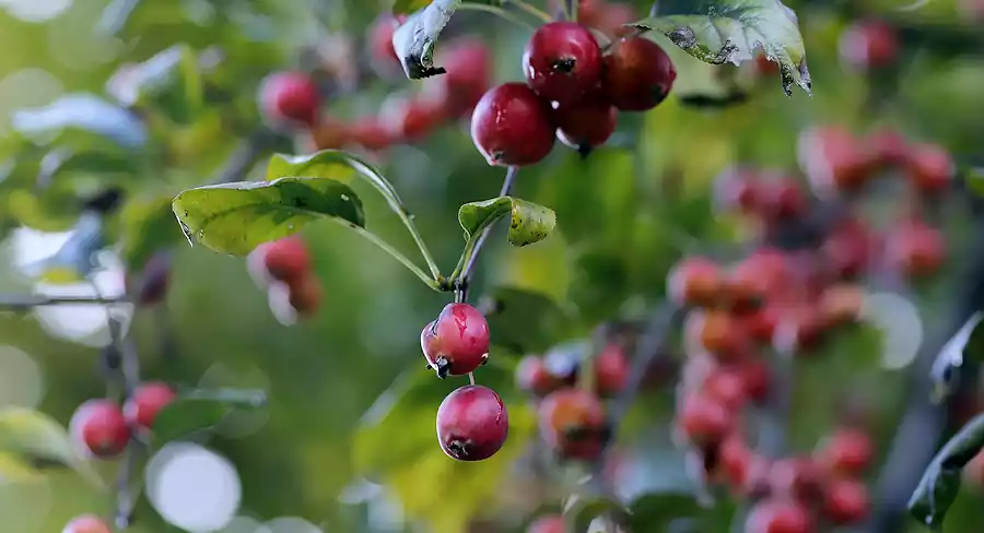 Hwasa by Seojeongju : Famous Korean Poetry Translated