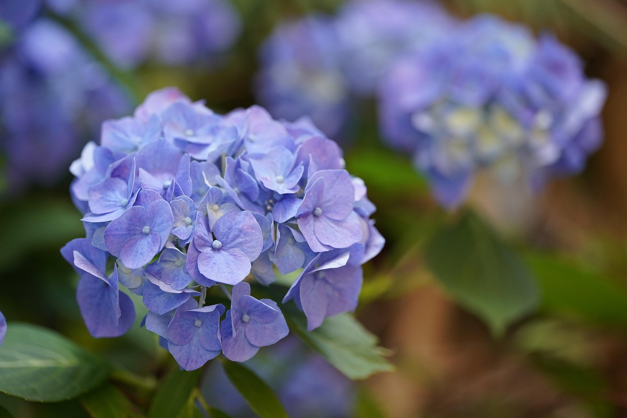  2025년 5월 꽃축제 일정 포스터