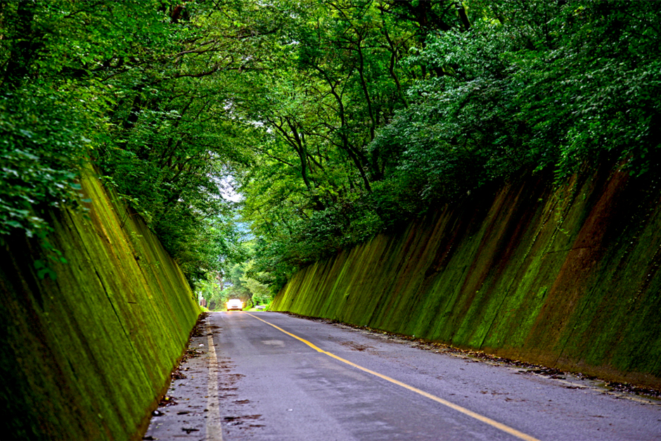이끼터널 전경