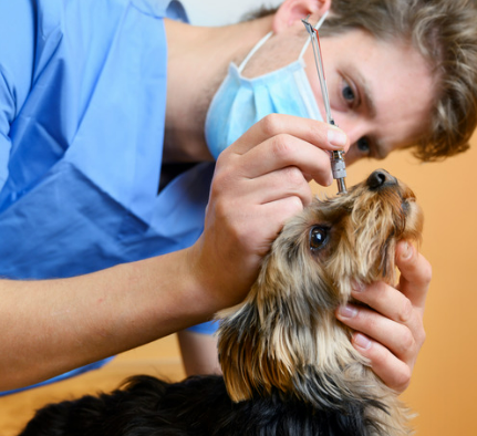 강아지 녹내장 증상&amp;#44; 수술 필수인가? 예방 및 치료법 한 번에 정리