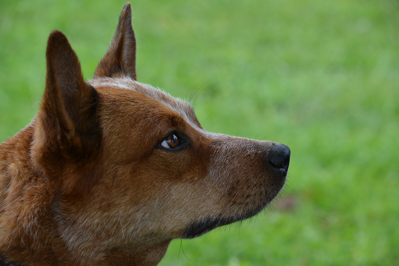 오스트레일리안 캐틀독(Australian Cattle Dog)
