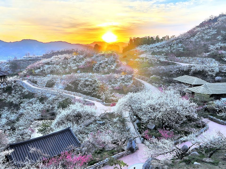 매화 개화시기와 매화꽃 명소