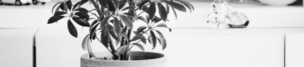 홍콩야자 키우기: 홍콩야자 분갈이