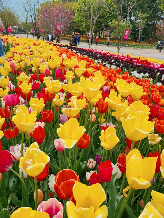 태안 튤립축제