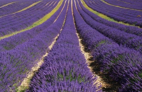 숨 막히는 보랏빛 향연! 6월 라벤더 성지 TOP3