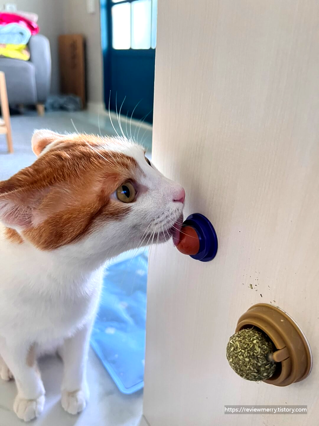 사탕먹는 겨울이 사진