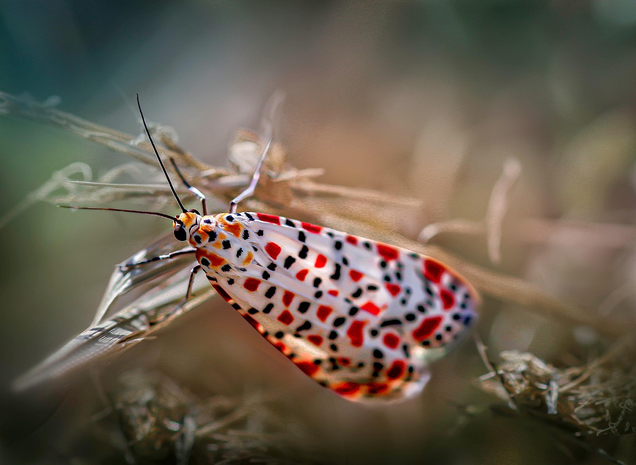 나비와 나방의 진화적 차이와 생태적 역할 비교