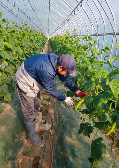 생방송투데이 이 주의 장바구니 진천 오이 구매방법&amp;#44; 보관법&amp;#44; 세척법&amp;#44; 활용법 진천햇살농원