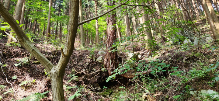 무등산 편백자연휴양림(화순) 흙이 무너져 드러난 편백나무 뿌리