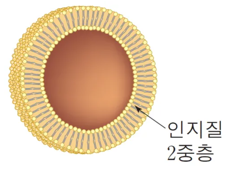 리포좀 글루타치온, 왜 요즘 피부 미백템 1위일까?