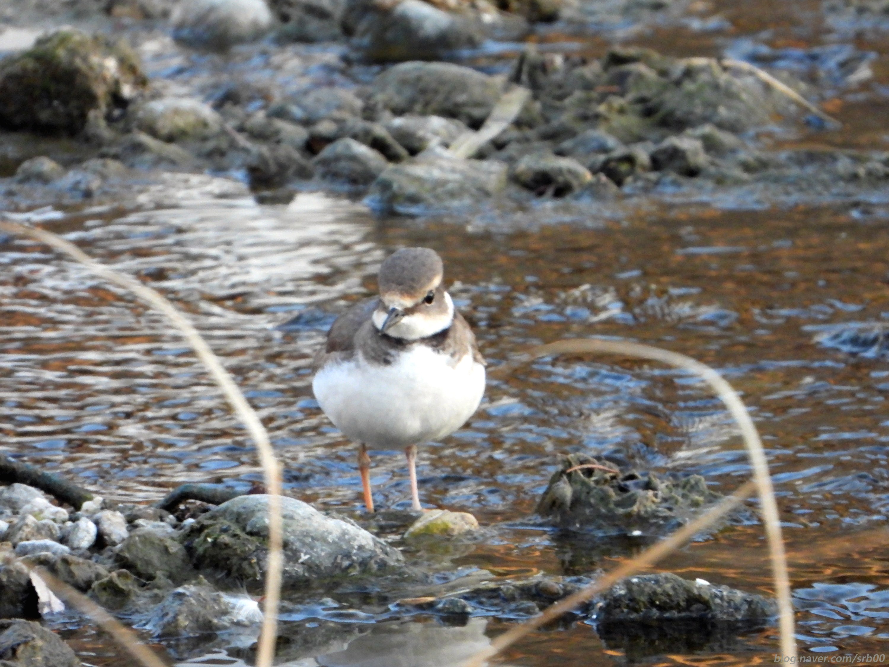 흰목물떼새, 갯벌 위의 마지막 경계자