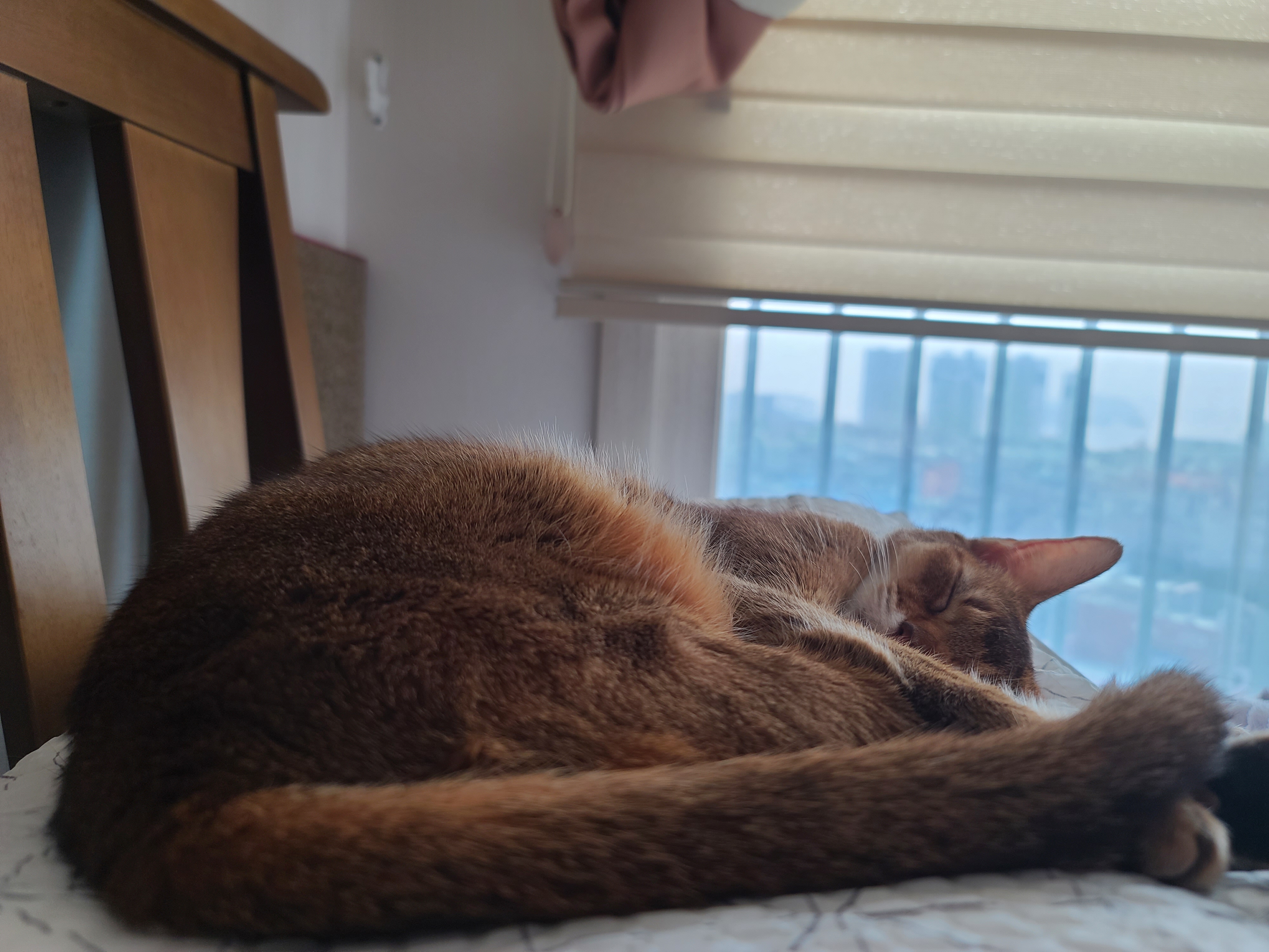 자기 사진 찍는거 모른척 눈감아준 고양이 루디 ㅋ