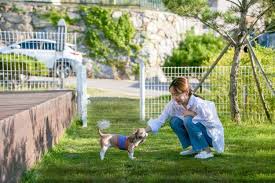 아파트반려견산책찬반투표-산책