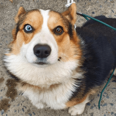 카디건 웰시코기 오드아이