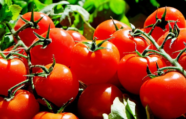 방울토마토 파종 시기와 키우는 방법 알아보기 1