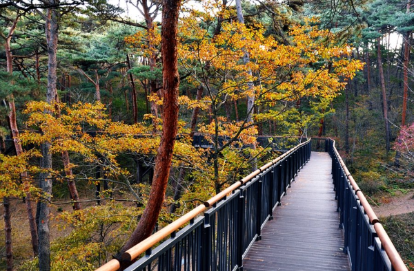 태안 안면도휴양림
