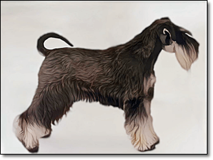 테리어
미니어처 슈나우저(Miniature Schnauzer)