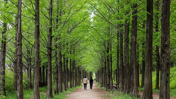 메타세콰이어길