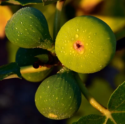 무화과의 건강 효과
