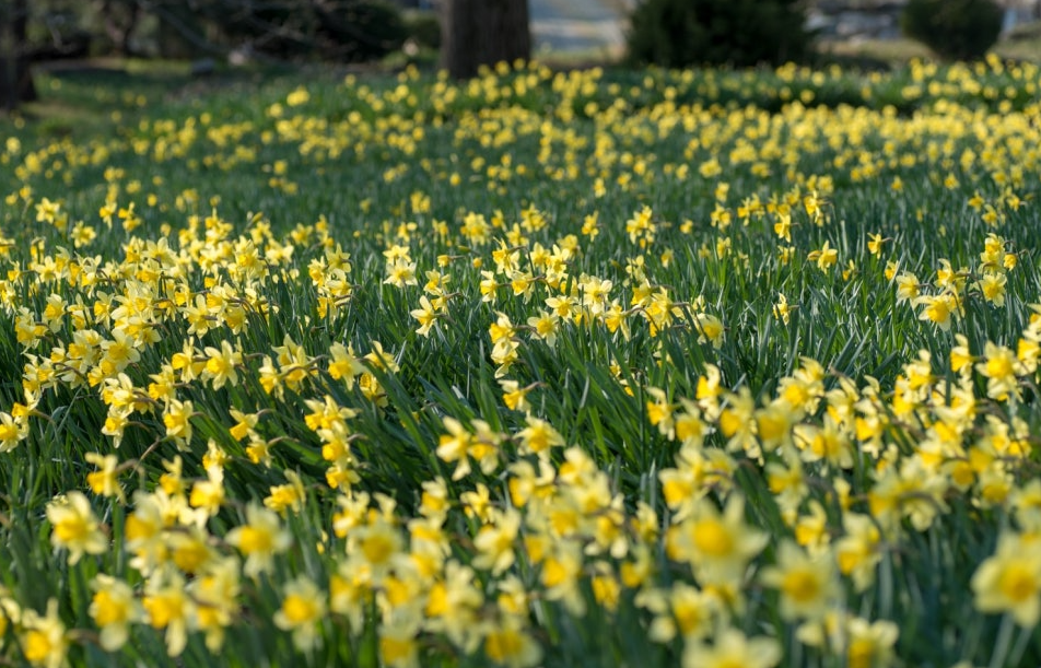 거북이마을 수선화