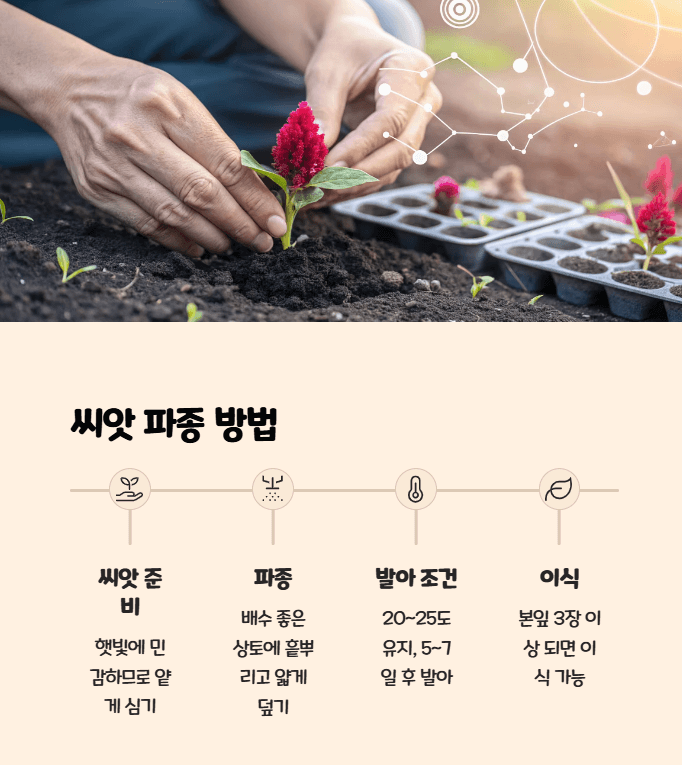 맨드라미 파종시기