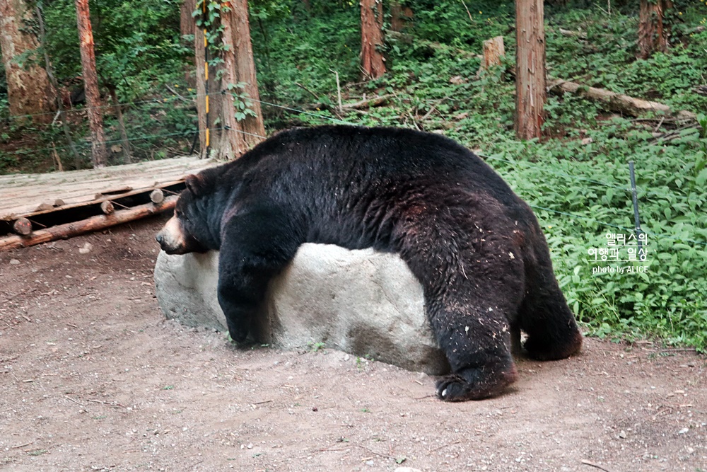 에버랜드 사파리 월드 꿀팁 (예약, 트램 좌석), 자유이용권 할인