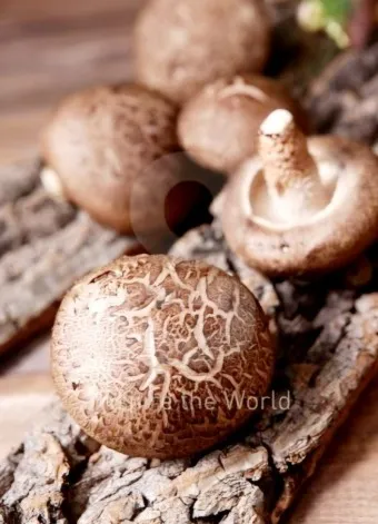 표고버섯 효능_23