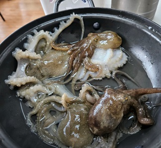쭈꾸미2